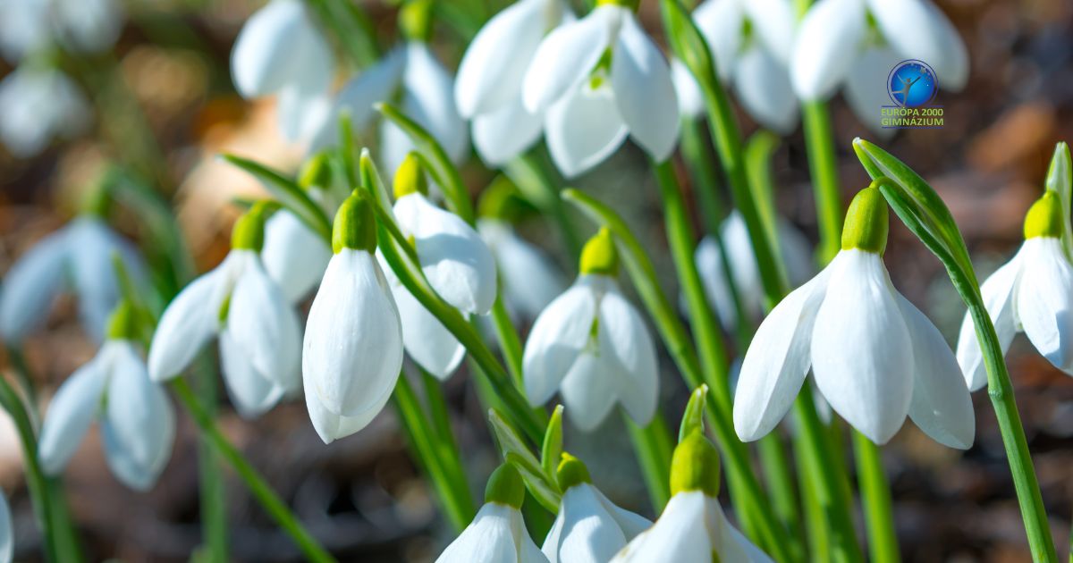 Európa 2000 Gimnázium - márciusi programok